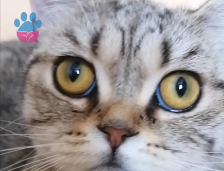 British Shorthair Exzotic - 4536 - Görsel 4