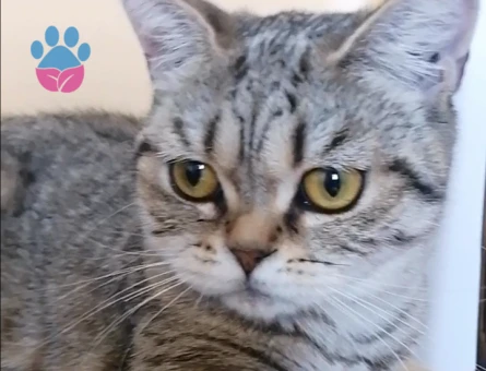 British Shorthair Exzotic - 4536 - Görsel 6