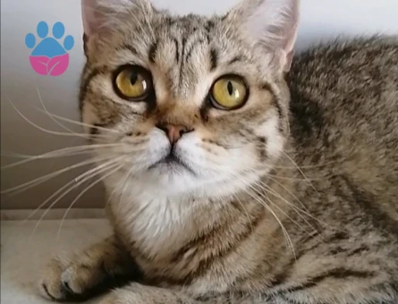 British Shorthair Exzotic - 4536 - Görsel 7
