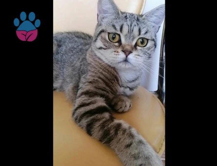British Shorthair Exzotic - 4536 - Görsel 8
