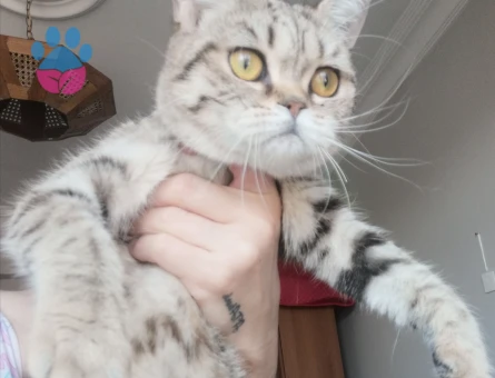 British Shorthair Exzotic - 4536 - Görsel 11