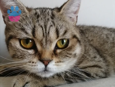 British Shorthair Exzotic - 4536 - Görsel 9