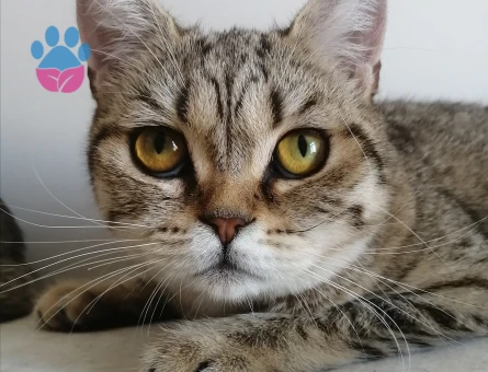 British Shorthair Exzotic - 4536 - Görsel 10