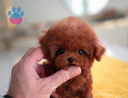 Safkan Şecereli Toy Poodle Yavrularım - 7683 - Görsel 3