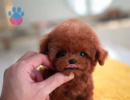 Safkan Şecereli Toy Poodle Yavrularım - 7683