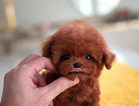 Safkan Şecereli Toy Poodle Yavrularım - 7683