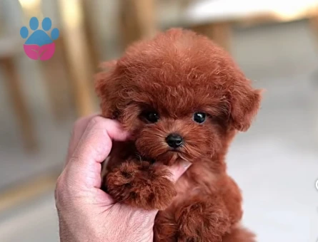 Safkan Şecereli Toy Poodle Yavrularım - 7683 - Görsel 4
