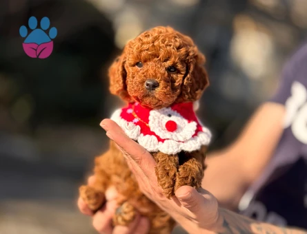 Birbirinden oyuncu Kore Poodle - 7684 - Görsel 4