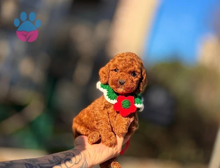 Birbirinden oyuncu Kore Poodle - 7684 - Görsel 3