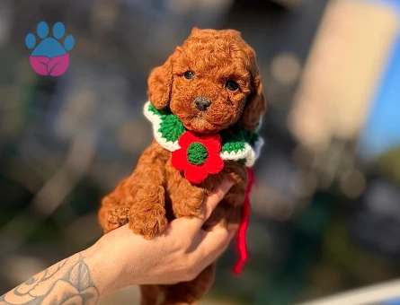 Birbirinden oyuncu Kore Poodle - 7684