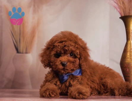 Pıtırcık bebekler Kore Poodle - 7685 - Görsel 3