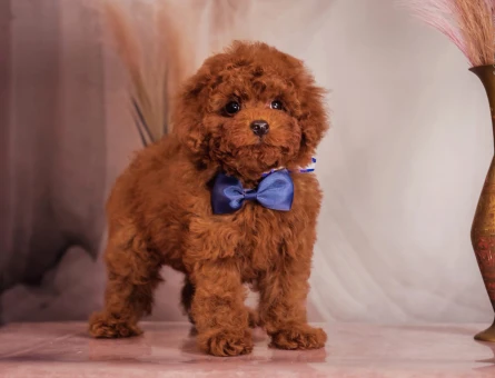 Pıtırcık bebekler Kore Poodle - 7685