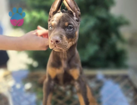 Eşyalı Erkek Kızıl Ton King Doberman Yavrular - 7694