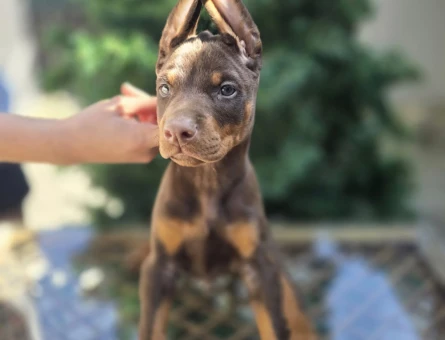 Eşyalı Erkek Kızıl Ton King Doberman Yavrular - 7694