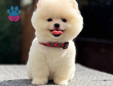 POMERANIAN BOO - 7695