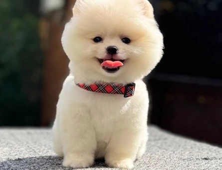 POMERANIAN BOO - 7695