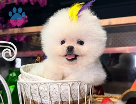 POMERANIAN BOO - 7695 - Görsel 3