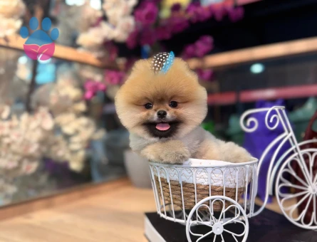ZİRVEYİ İSTEYENE ORJINAL BOO - 7698 - Görsel 3