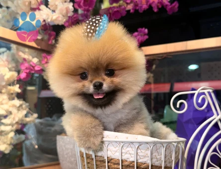 ZİRVEYİ İSTEYENE ORJINAL BOO - 7698 - Görsel 4