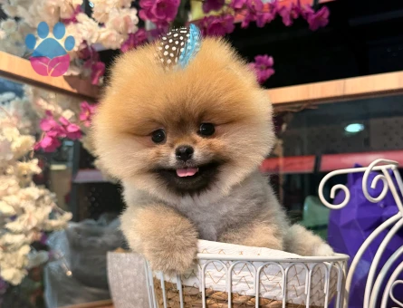 ZİRVEYİ İSTEYENE ORJINAL BOO - 7698 - Görsel 5