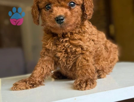 Pomeranıan üretim çiftliğinden - 7701 - Görsel 4