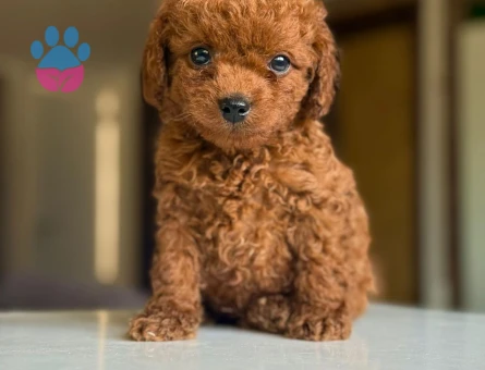Pomeranıan üretim çiftliğinden - 7701 - Görsel 3
