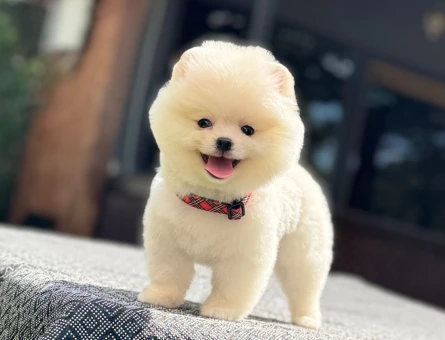 POMERANIAN ÜRETİM ÇİFTLİĞİNDEN - 7702
