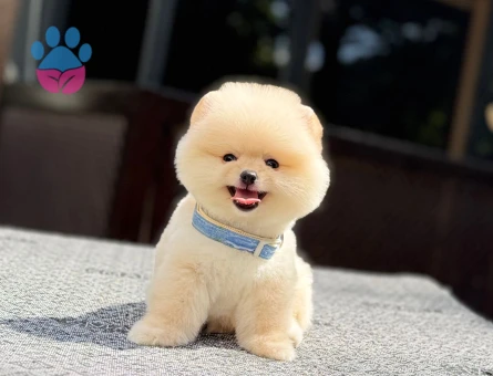POMERANIAN ÜRETİM ÇİFTLİĞİNDEN - 7702 - Görsel 4