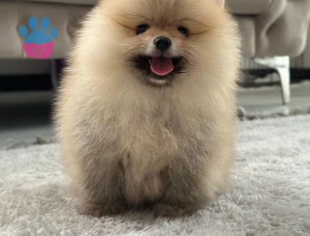 EN İYİSİNİ İSTEYENE BOO - 7703 - Görsel 3