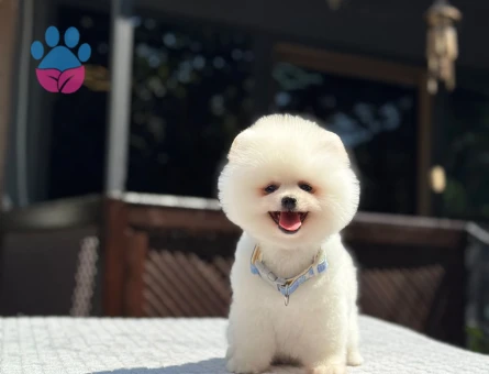 POMERANIAN ÜRETİM ÇİFTLİĞİNDEN - 7707 - Görsel 4