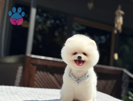 POMERANIAN ÜRETİM ÇİFTLİĞİNDEN - 7707 - Görsel 3