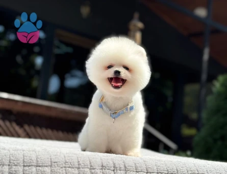 POMERANIAN ÜRETİM ÇİFTLİĞİNDEN - 7707
