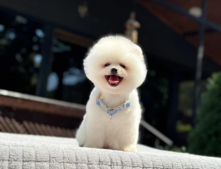 POMERANIAN ÜRETİM ÇİFTLİĞİNDEN - 7707