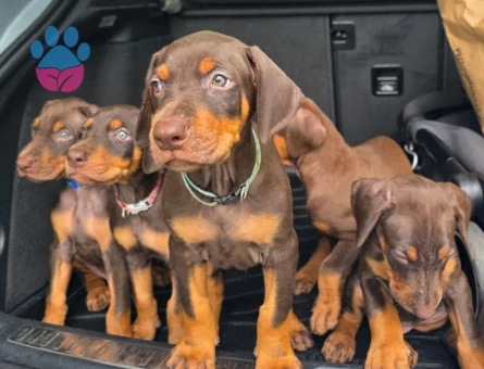 Eşyalı, Eğitimli,Erkek Kızıl Doberman King - 7709 - Görsel 4