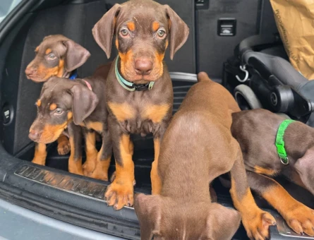 Eşyalı, Eğitimli,Erkek Kızıl Doberman King - 7709