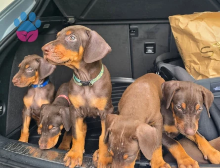 Eşyalı, Eğitimli,Erkek Kızıl Doberman King - 7709 - Görsel 3