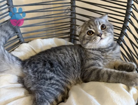 british shorthair 4 aylık - 7710 - Görsel 3