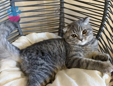 british shorthair 4 aylık - 7710 - Görsel 5