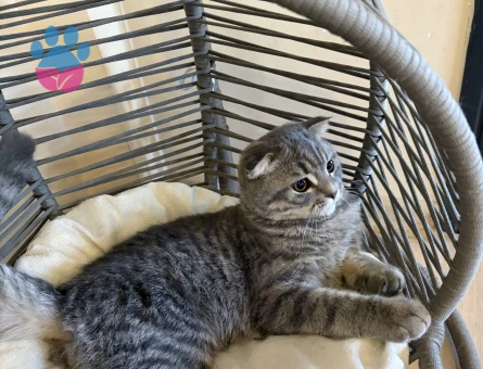 british shorthair 4 aylık - 7710 - Görsel 2