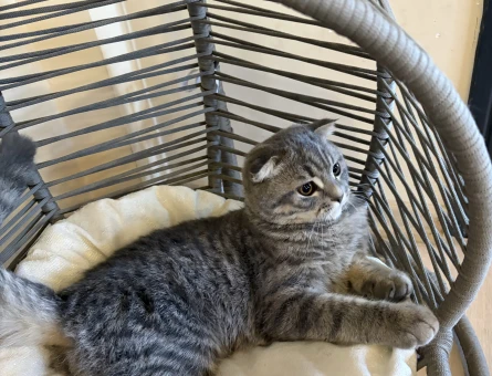 british shorthair 4 aylık - 7710