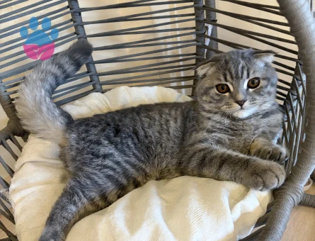 british shorthair 4 aylık - 7710 - Görsel 4