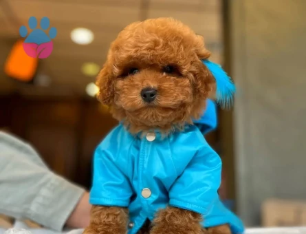 Uyguna ToyPoodle Yavrularımız Mağazamızdan Sizlerle - 9886