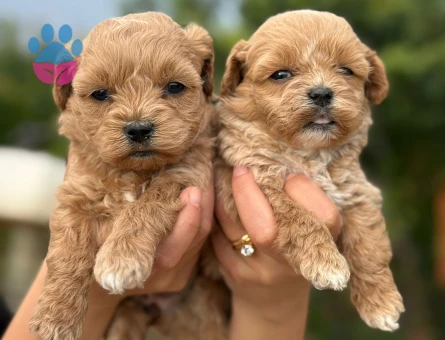 Korea Teacup Maltipoo - 9887