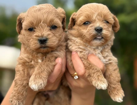 Korea Teacup Maltipoo - 9887