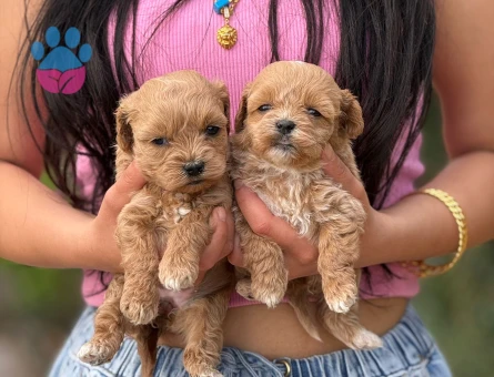 Korea Teacup Maltipoo - 9887 - Görsel 3