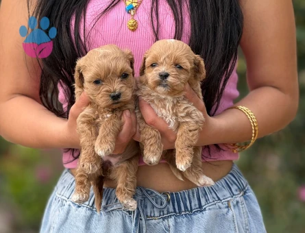 Korea Teacup Maltipoo - 9887 - Görsel 4