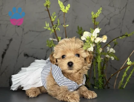 Sevimli Mini Maltipoo Bebekler - 9888 - Görsel 4