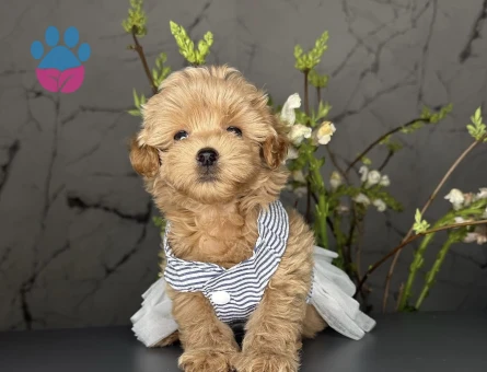 Sevimli Mini Maltipoo Bebekler - 9888