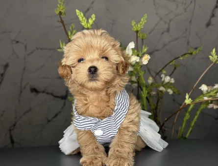 Sevimli Mini Maltipoo Bebekler - 9888