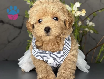 Sevimli Mini Maltipoo Bebekler - 9888 - Görsel 3